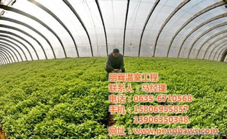 攜手朋霸溫室工程，共建高唐優質蔬菜大棚