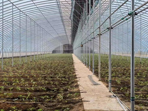 衡水新聞網(wǎng)的報道視角下 大棚經(jīng)濟與鄉(xiāng)村振興的生動實踐